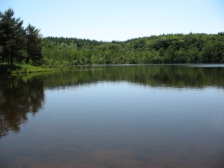 Forest View Forest View