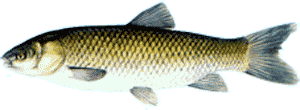 Grass Carp