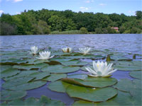 FishyLake